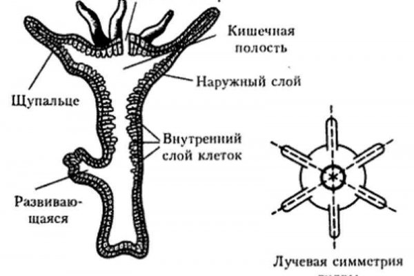 Kraken актуальные зеркала krakentor site